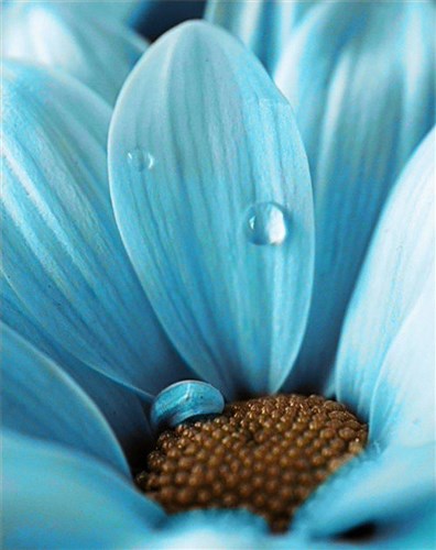 Blue Drop WD020 14.9 x 18.9 inches Wizardi Diamond Painting Kit