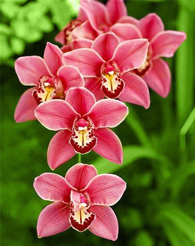 Cimbidium WD033 14.9 x 18.9 inches Wizardi Diamond Painting Kit