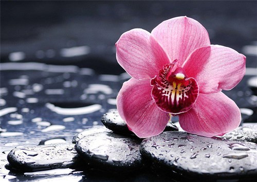 Orchid Wanda WD035 14.9 x 10.6 inches Wizardi Diamond Painting Kit