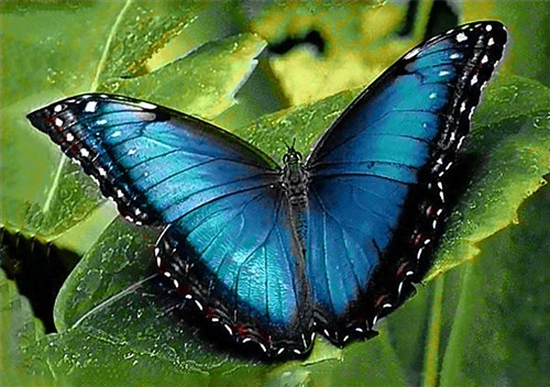 Blue Morpho CS055 11.8 x 7.9 inches