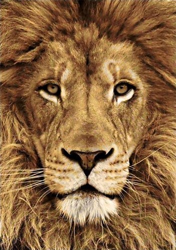 Lion WD068 7.9 x 11.8 inches Wizardi Diamond Painting Kit