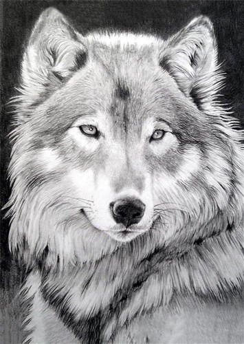 Grey Wolf CS086 10.6 x 14.9 inches Wizardi Diamond Painting Kit