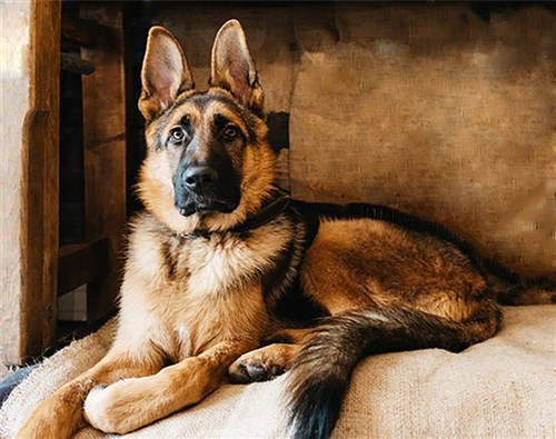 Shepherd WD184 18.9 x 14.9 inches Wizardi Diamond Painting Kit