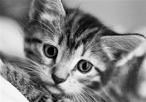 Black and White Cat WD213 11.8 x 7.9 inches Wizardi Diamond Painting Kit