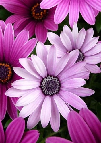 Purple Daisies WD2306 10.6 x 14.9 inches