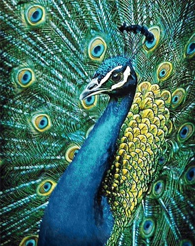 Peacock WD231 14.9 x 18.9 inches Wizardi Diamond Painting Kit