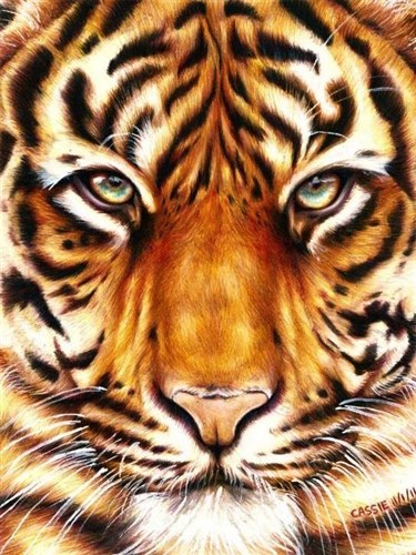Tiger Look WD2360 5.9 x 7.9 inches