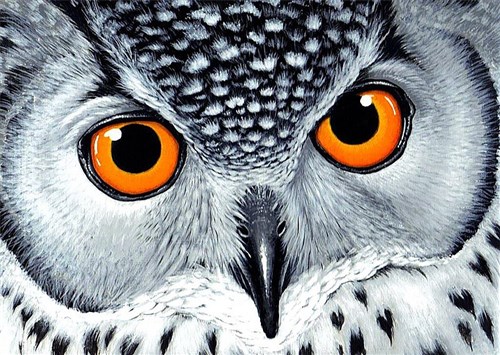 Owl's Look WD243 14.9 x 10.6 inches Wizardi Diamond Painting Kit