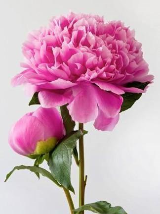 Pink Peony WD276 5.9 x 7.9 inches
