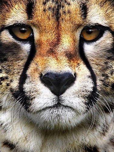 Hunter's Look WD285 5.9 x 7.9 inches Wizardi Diamond Painting Kit