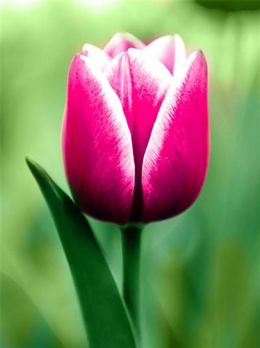 Tulip WD300 5.9 x 7.9 inches