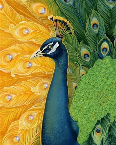 Peacock WD313 15.7 x 19.7 inches