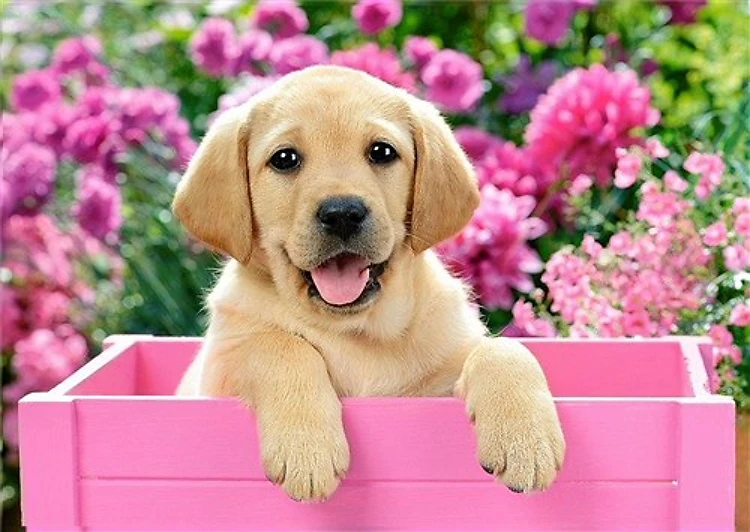 Labrador Puppy in Pink Box Diamond Painting Kit