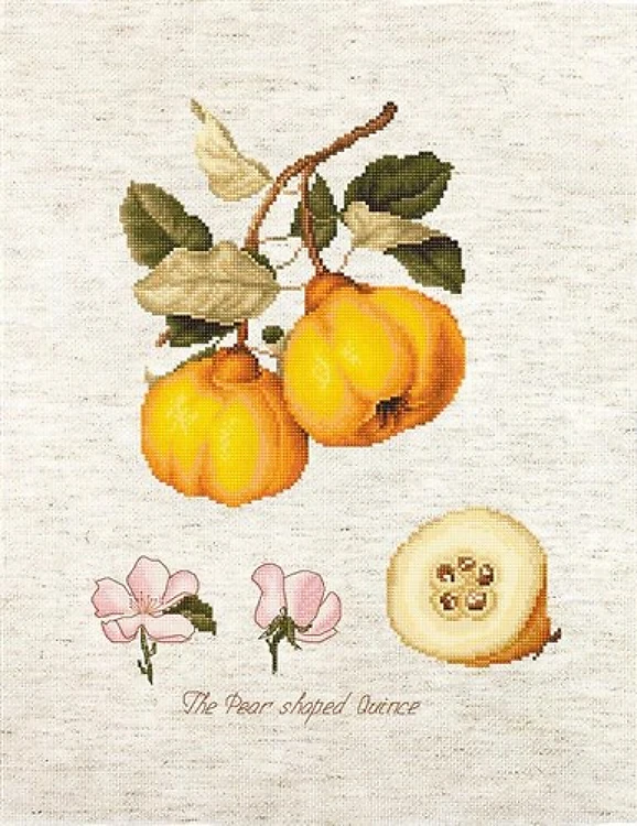 The Pear shaped Quince BA22430L Counted Cross-Stitch Kit
