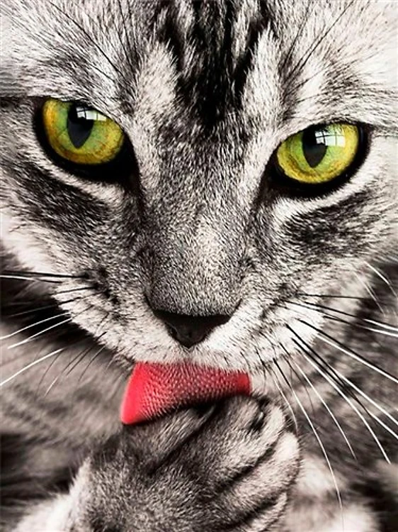 Kitten Diamond Painting Kit