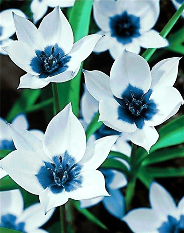 Blue Eye Tulips CS034 Diamond Art Kit
