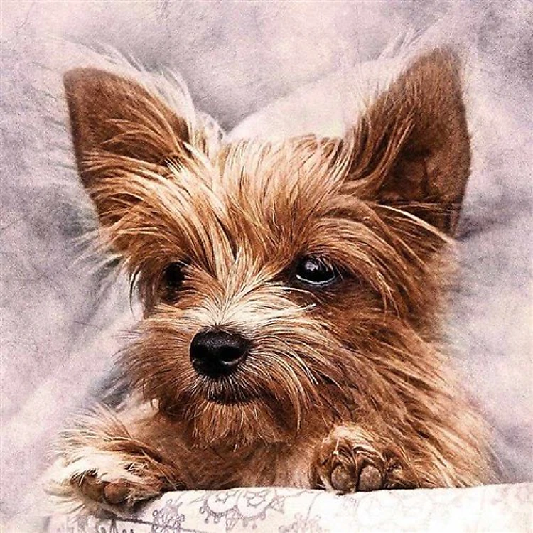 Fluffy Friend WD2307 15.8 x 15.8 inches Diamond Painting Kit