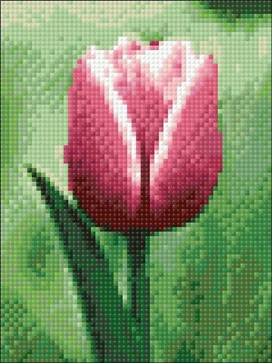Tulip WD300 5.9 x 7.9 inches